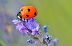 Parce qu'il n'y a pas que les hirondelles qui annoncent