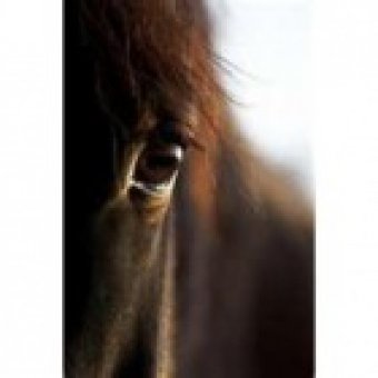 -----------------  Forfait   ---------------  12 questions pour 2 animaux