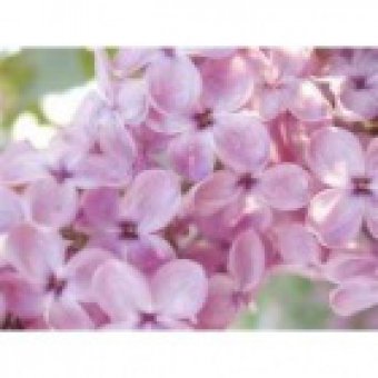 Conseils Fleurs de Bach