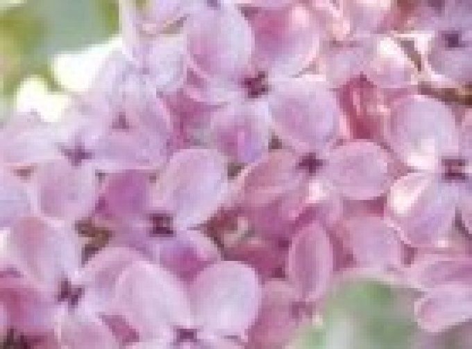  Conseils Fleurs de Bach 